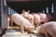 Поголовье свиней в Беларуси будет восстановлено к 2015 году