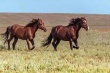 В Башкирии местные производители жалуются на нехватку конины