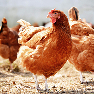 На птицефабрике Ростовской области спустя почти три месяца сняли карантин по гриппу птиц