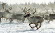 Оленеводы Ненецкого автономного округа начали забойную кампанию Оленеводы Ненецкого автономного округа начали забойную кампанию