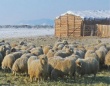 В Якутии выводят морозоустойчивых овец