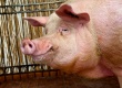 Калининградец пытался провезти в область 270 кг запрещенной польской свинины
