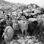Бараны наши лучшие, а козы... Бараны наши лучшие, а козы...