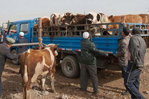 В Киргизии законсервировано более 100 тыс. генетических образцов крупного рогатого скота