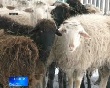 В Янаульском районе Башкирии открылась овцеферма