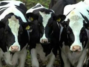 В Воронежской области поголовье крупного рогатого скота увеличилось на 8% В Воронежской области поголовье крупного рогатого скота увеличилось на 8%