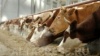 Поголовье скота в Алтайском крае постепенно увеличивается