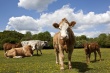 В Японии сокращается численность поголовья скота
