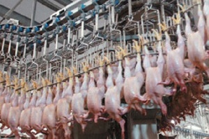 Собственное производство мяса птицы в Башкирии превысит необходимые нормы на душу населения