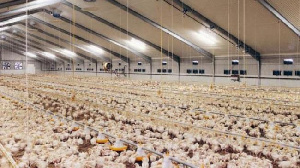 Продажи словенской птицефабрики МХП достигли более 20 тыс. т