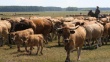 В Австралии выросли цены на скот