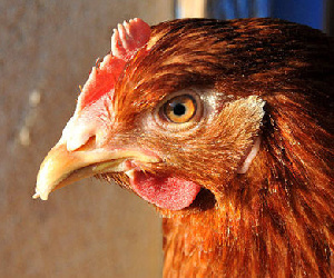 В Архангельской области закрылась Уемская птицефабрика