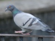 Болезнь Ньюкасла обнаружена у голубей в двух районах Нижегородской области