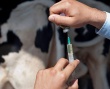 В Алтайском крае после наводнения вакцинировали животных