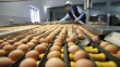 В яйцах птицефабрики «Томская» антибиотиков не обнаружено