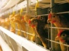 Две вологодские птицефабрики выкупят у компании, которая их почти разорила
