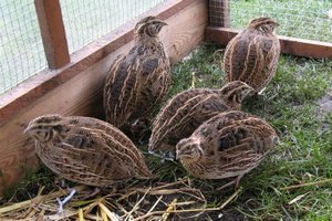 Латвийская компания уничтожит 30 тыс. перепелов Латвийская компания уничтожит 30 тыс. перепелов