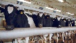 РФ не снимет запрет на ввоз скота из ЕС без гарантий безопасности