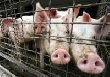 70% эстонских свиней идут на экспорт в Россию - свиновод