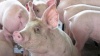 ООН просит не кормить свиней отходами, дабы снизить риск их заражения африканской чумой