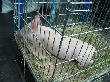 В Челябинскую область привезли «скороспелых» свиней из Канады