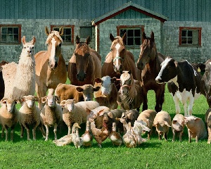 Костромским сельхозпроизводителям помогут деньгами и рынками сбыта