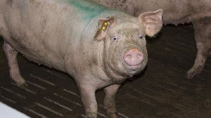 У свинокомплекса в Лесном новый иск на банкротство в настоящем и новые инвесторы в будущем