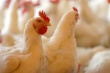 В Беларуси выпуск мяса птицы в сентябре увеличился до 20,6 тыс. тонн