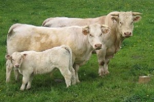 В Кировской области растёт поголовье крупного рогатого скота мясных пород