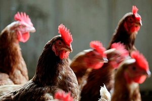 Бразильское куриное мясо, поставляемое в Россию, за месяц подорожало на 6,8% Бразильское куриное мясо, поставляемое в Россию, за месяц подорожало на 6,8%