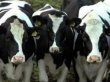 В Воронежской области поголовье крупного рогатого скота увеличилось на 8%
