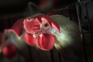 ИМИТ: цены на мясо птицы на российском рынке пока сильно не растут ИМИТ: цены на мясо птицы на российском рынке пока сильно не растут