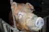 В Кирове будут разводить свиней из Чехии