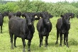 В Воронежскую область завезен скот из Австралии