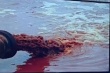 Челябинские экологи пожалуются в прокуратуру на мясоперерабатывающий завод