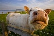 Придется ли России при вступлении в ВТО использовать в животноводстве гормоны роста Придется ли России при вступлении в ВТО использовать в животноводстве гормоны роста