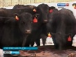 В Тамбовской области начинают разводить особых коров шотландских кровей