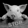 Для профилактики АЧС необходимо сократить свинопоголовье в личных хозяйствах вблизи крупных ферм