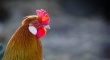 РФ в 2006-2012 гг увеличила производство мяса птицы в 2,6 раза - Росптицесоюз