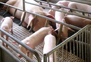 Американская компания Whiteshire Hamroc заинтересована в сотрудничестве с Беларусью в сфере племенного свиноводства