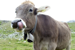 Экологи: скотные рынки Алматинской области вредят окружающей среде 