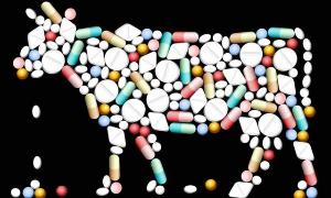 Ученые в Белгородской области разработают программу снижения риска негативного воздействия антибиотиков в животноводстве
