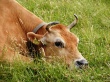 Специалисты выяснили, что мешает долгой жизни скота в России