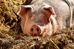 Две пандемии и Brexit ставят под угрозу свиноводческий сектор Великобритании