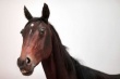 На территории США стремительно распространяется вирус классической ринопневмонии лошадей