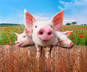 В Германии снижаются численность и объемы переработки свиней