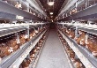 В Краснотурьинске закрывается разорившаяся птицефабрика