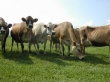 Из навоза одной коровы можно получить 1000 кВт энергии