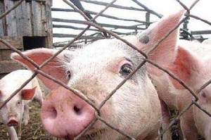 Жителям в Светлогорском районе приказано уничтожить свиней