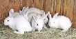 Сотни китайцев разведут в России миллионы кроликов